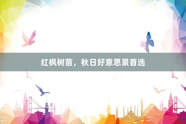 红枫树苗，秋日好意思景首选