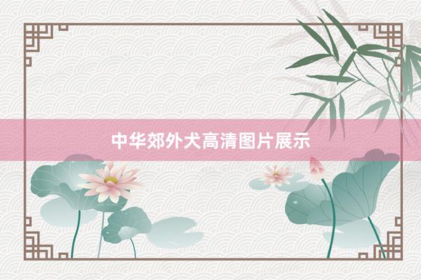 中华郊外犬高清图片展示